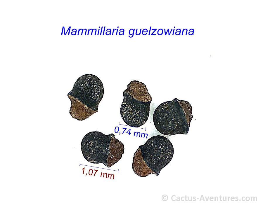 Mammillaria guelzowiana (Krainzia) HW.jpg1